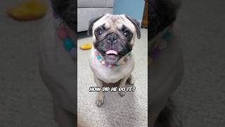 Pickles riddles.. do you know the answer? 😄 #dog #pug #cute #funny #pets #fyp #shorts