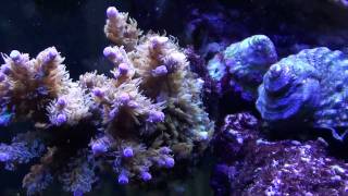 Tunze Nano Wavebox on 110g reef tank