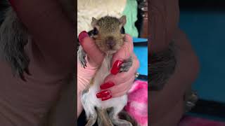 Milty the  Rescued Baby Squirrel is  Hungry