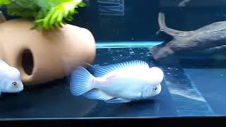 Midas cichlid pair truly bonded