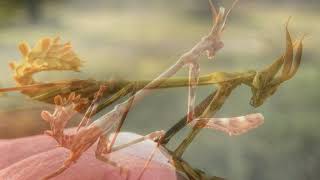 Empusa pennata