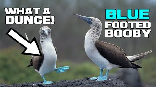 The Blue Suede BEWBS - Blue-footed Booby - Animal a Day