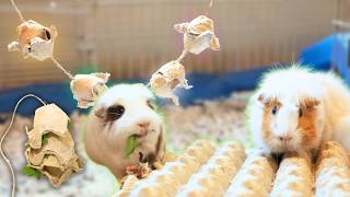 3 Quick & Easy DIY Toys for Guinea Pigs (Made from Egg Cartons!)