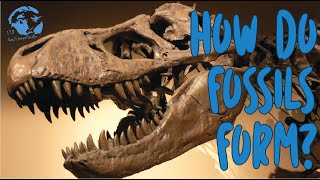 How do Fossils Form?