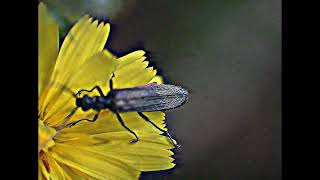 Naturbeobachtung Graugrüner Schenkelkäfer(Oedemera virescens(L. 1767)) beim Blütenbesuch Juli 2024