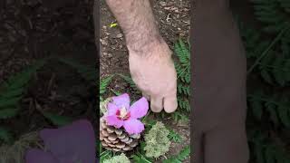 Mandala im Wald: Entdecke deine innere Stärke und Klarheit durch die Kraft der Mandalas und Natur.