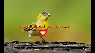 تغريد طائر الليك رائع الطائر المهاجر الطرنجان او النعار تغريد رائع ومميز