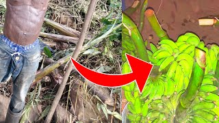 Planting Banana 🍌 in an African Village, Ghana.