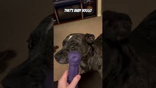 Puppy vs Squeaks 1.0 #puppy #puppyvideos