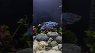 Beta Fish In planted Tank/ Fighter Fish in Planted Aquarium #plantedaquarium #betafish #shortvideo