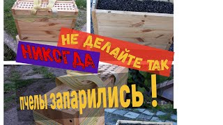 Вывод маток . Прививочный ящик упал ...