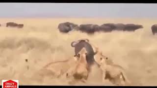 Lion vs Buffalo - buffalo attacks lion! crazy buffalo vs lion fight!