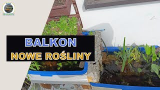 BALKON - Nowe Rośliny