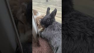 Precious Bunny Snuggles 🐰 🐇 💖  (Holland lop & Netherland Dwarf)