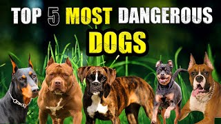 Top 5 Most Dangerous Dogs In The World | Info Trend Tv