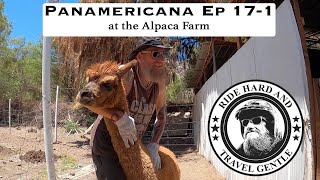 Panamericana Ep17.1  -  at the Alpacas Urania farm.