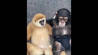 MONKEY LOVE