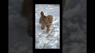 Just a baby! #dogvideos #puppyvideos #videosofdog