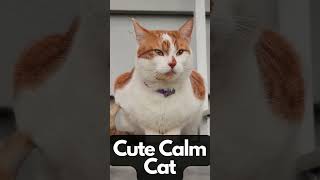 Cute Calm Cat #youtubeshorts #calmcat