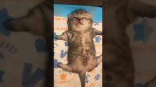 Kittu :Most Relaxed Cat on the Internet #relaxing