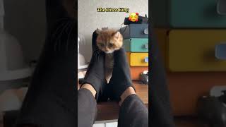 Adorable Dancing Kitten: Cutest Feline Grooves! 😺🕺 #DancingKitten #CutePets