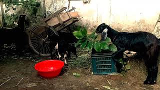 পারিবারিক ভাবে ছাগল কেমন লাভজনক! ছাগলের রোগবালাই,সমস্যা এবং সমাধান! #digital_bangladesh