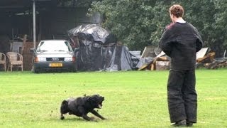 KNPV hard attacks Black malinois Macho BRN  8039