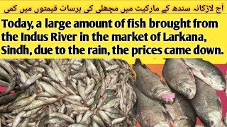 Today in the market of Larkana Sindh, there  a large quantity of fish from the Indus River low price