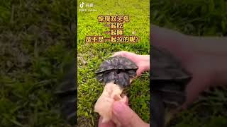 Like, feeding a two-headed turtle, cool | Mejores Videos Douyin (抖音) Viral Tik Tok China