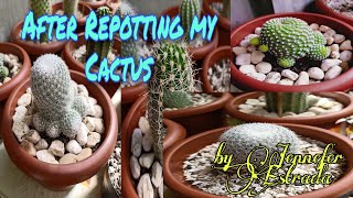 Repoting my Cactus, Welcome home!