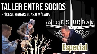 Taller entre socios con Raíces Urbanas Bonsái Málaga