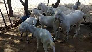 Qasmi goat farm sindhipura pipar jodhpur 2018