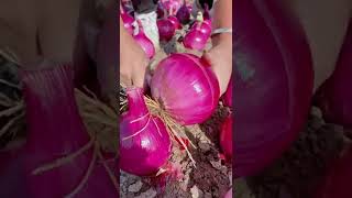 Watch me a satisfaying videos of agriculture growing fruit, vegetable, carrot, corn, onion etc 82