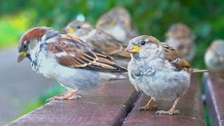 Sparrows Are Doing Their Very Best to Scratch a New Park Bench [4K]