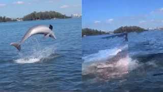 Bottlenose Dolphins on Sarasota Bay