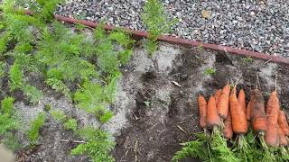 Урожай моркови в сендвич гряде. Без лишних усилий и Инструментов