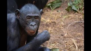 7 Ways Apes Are Just Like Humans