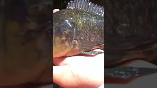 Hermosa tilapia del parque hundido. Video completo aquí en el canal. Pesca urbana 2