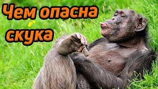 Отчего появляется скука / Как бороться со скукой