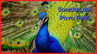 SONIDOS del PAVO REAL (10 Minutos) 🦚🎶🔊