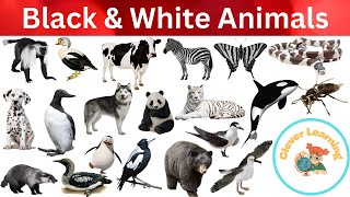 Black and White animals