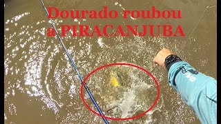 Dourado ataca violentamente a piracanjuba!