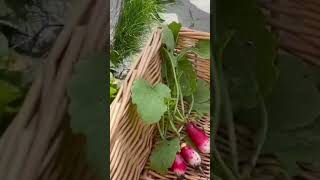 Vegetable harvesting in our little Garden | காய்கறி வளர்ப்பு