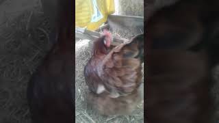 Travis Black Silkie Rooster Gets His First Girlfriends