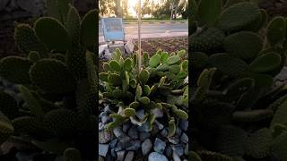 An Amazing Cactus Plant in Qatar's  Desert #shorts #short #youtubeshorts #reels #shortvideo #cactus