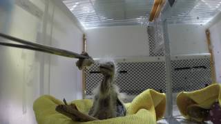 Cattle Egret chick learning to feed