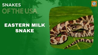 EASTERN MILK SNAKE