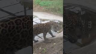 "Someone let me out ☹️☹️" Little Jaguar plea  for help #montevideo #pocitos #Uruguay