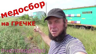 ЛИПУ откачал 20 кг  / Первая гречка / Про цены на мёд.