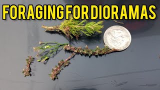 Foraging For Diorama Supplies